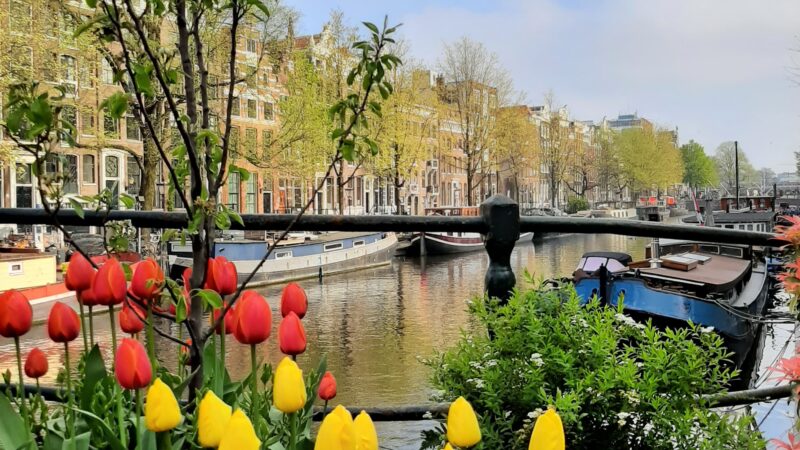 암스테르담 운하 옆 튤립 풍경