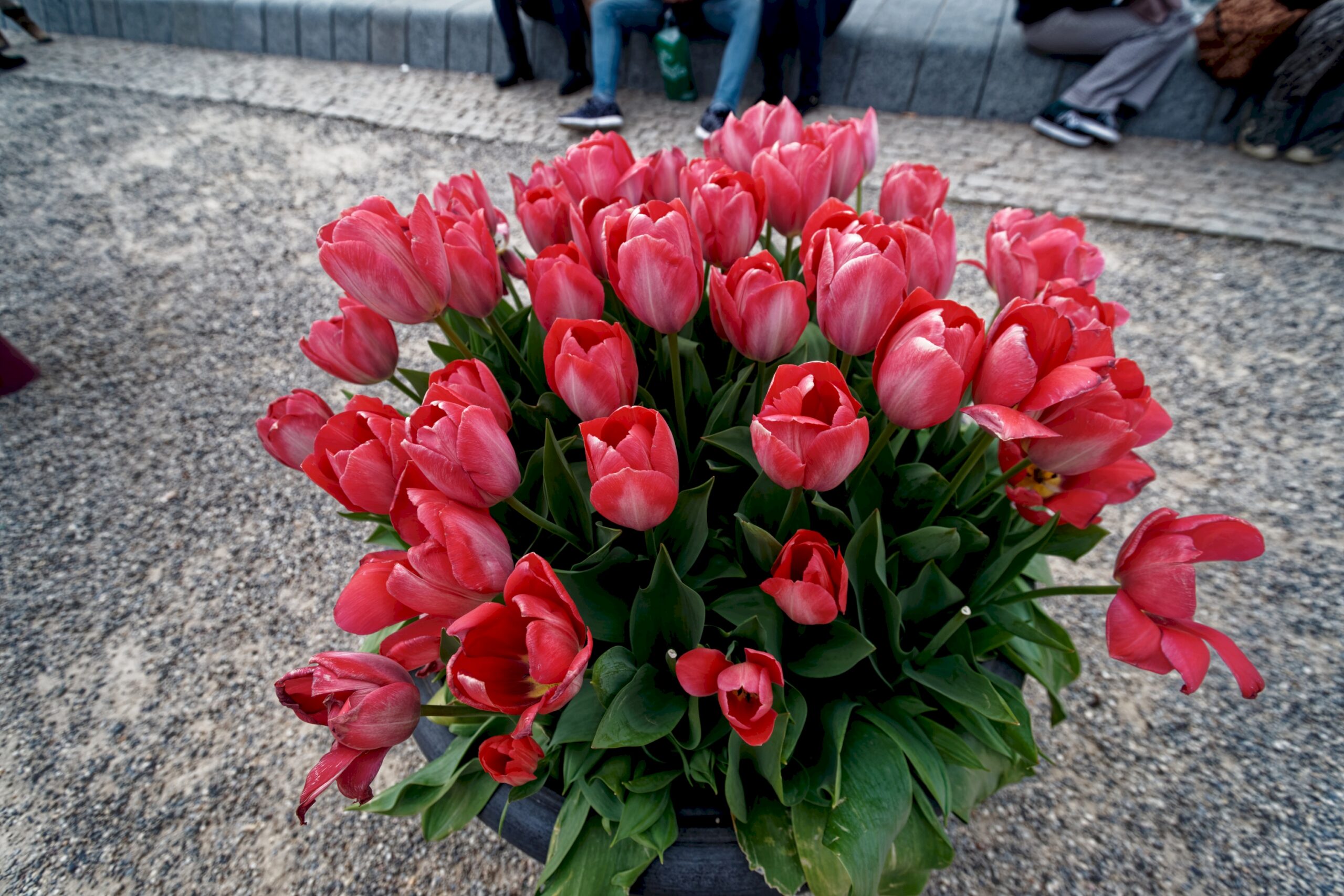 암스테르담 여행 대표 장면 이미지 2