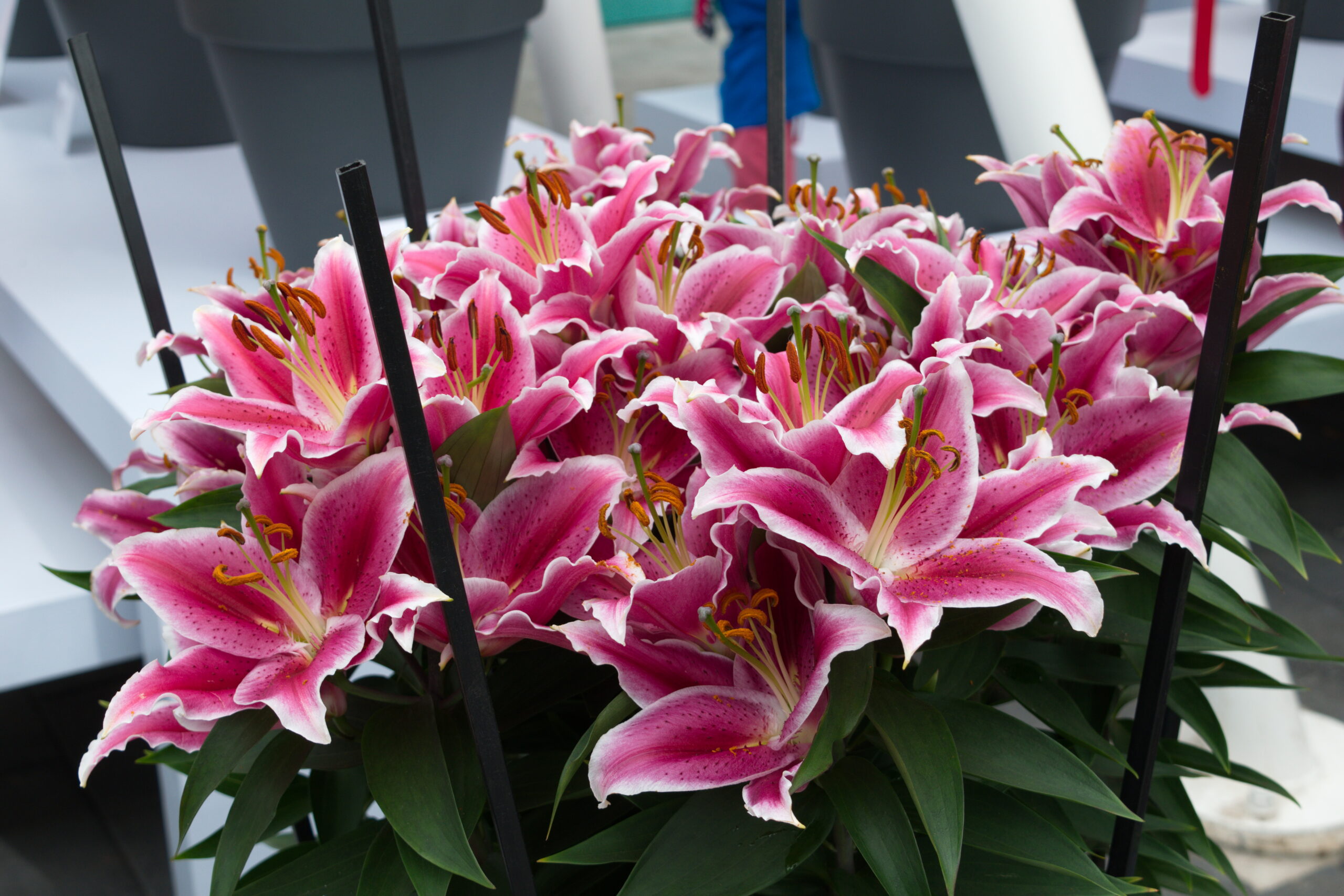 암스테르담 여행 대표 장면 이미지 3