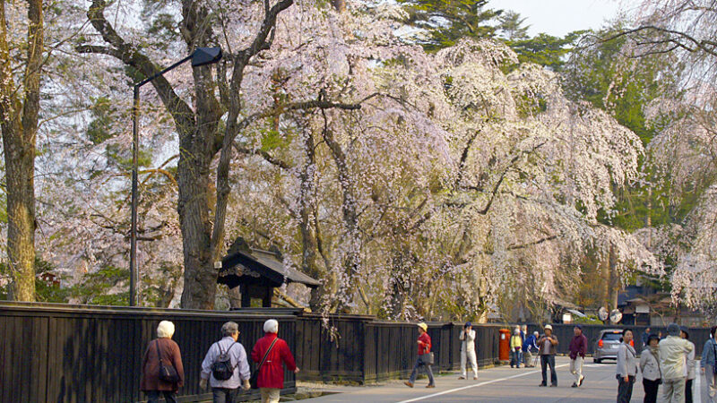 가쿠노다테 무가저택 거리 검은 담장 옆으로 늘어진 능수벚꽃