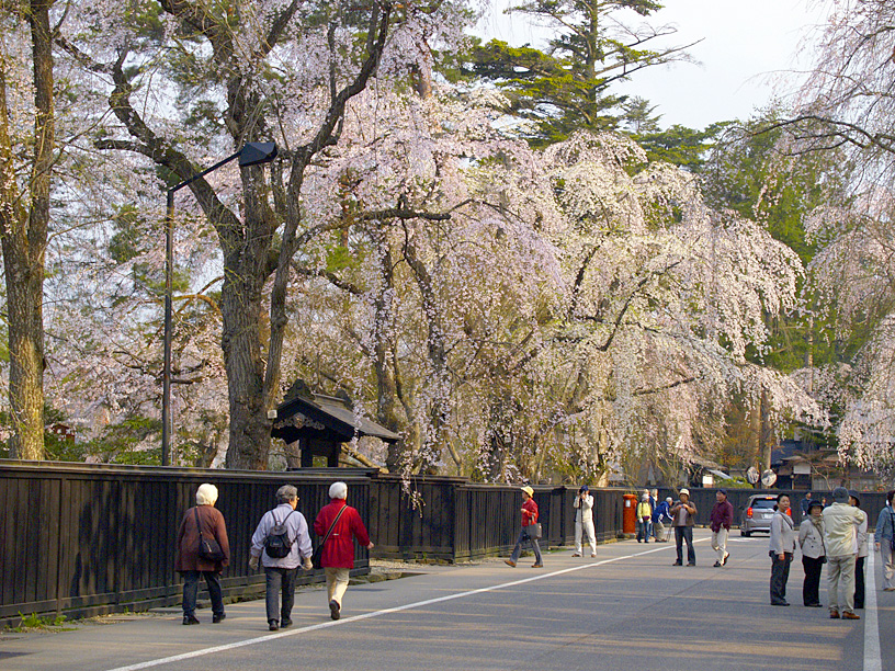 가쿠노다테 무가저택 거리 검은 담장 옆으로 늘어진 능수벚꽃