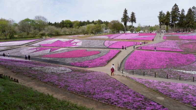 일본 사이타마현 지치부 양산공원 시바자쿠라노오카의 시바자쿠라 꽃밭 전경