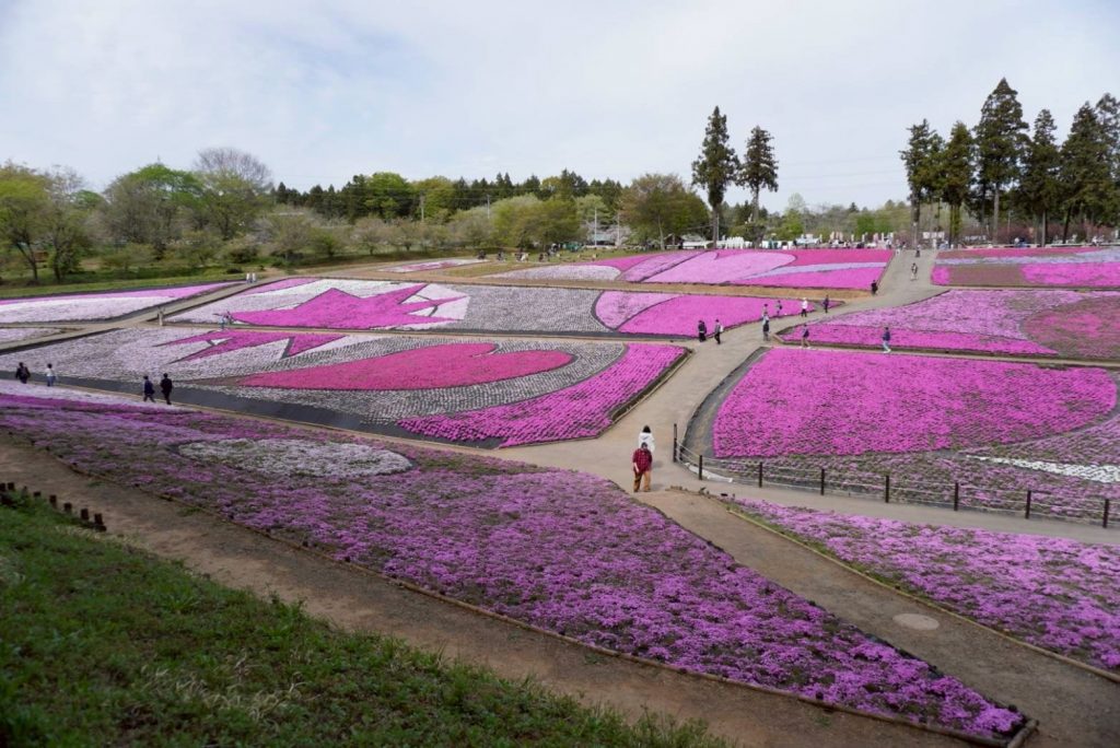 일본 사이타마현 지치부 양산공원 시바자쿠라노오카의 시바자쿠라 꽃밭 전경