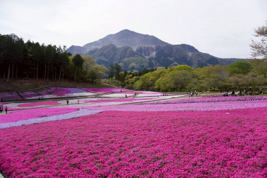 일본 사이타마현 지치부 양산공원 시바자쿠라노오카와 부코산 배경 풍경