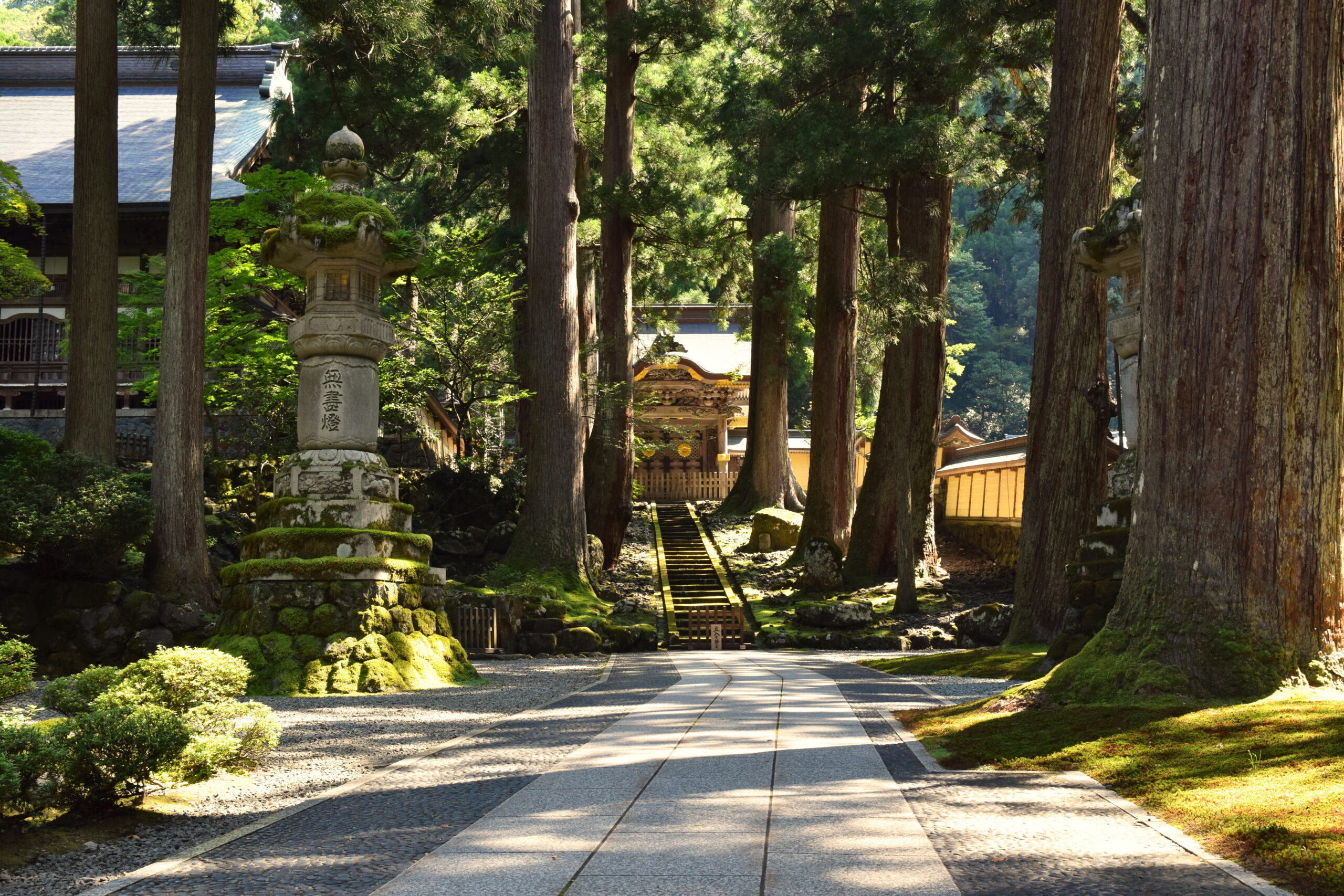 숲 사이로 이어진 목조 회랑과 전각이 보이는 후쿠이 에이헤이지 풍경