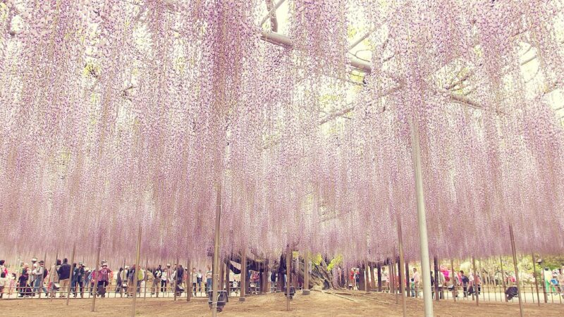 아시카가 플라워파크 대등나무 아래 풍경