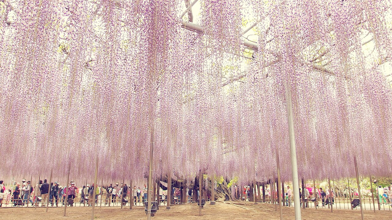 아시카가 플라워파크 등꽃 캐노피 풍경