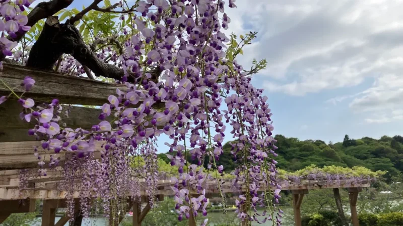 시즈오카현 후지에다 렌게지이케공원 등나무 아래로 이어지는 후지마츠리 산책길