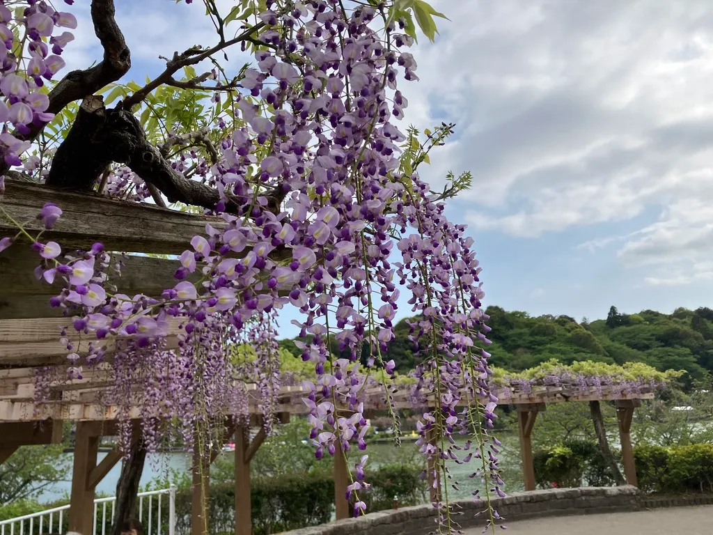 시즈오카현 후지에다 렌게지이케공원 등나무 아래로 이어지는 후지마츠리 산책길