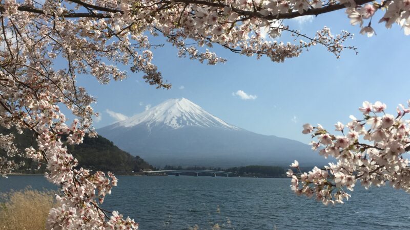 일본 야마나시현 후지카와구치코 가와구치호 북안 벚꽃과 후지산
