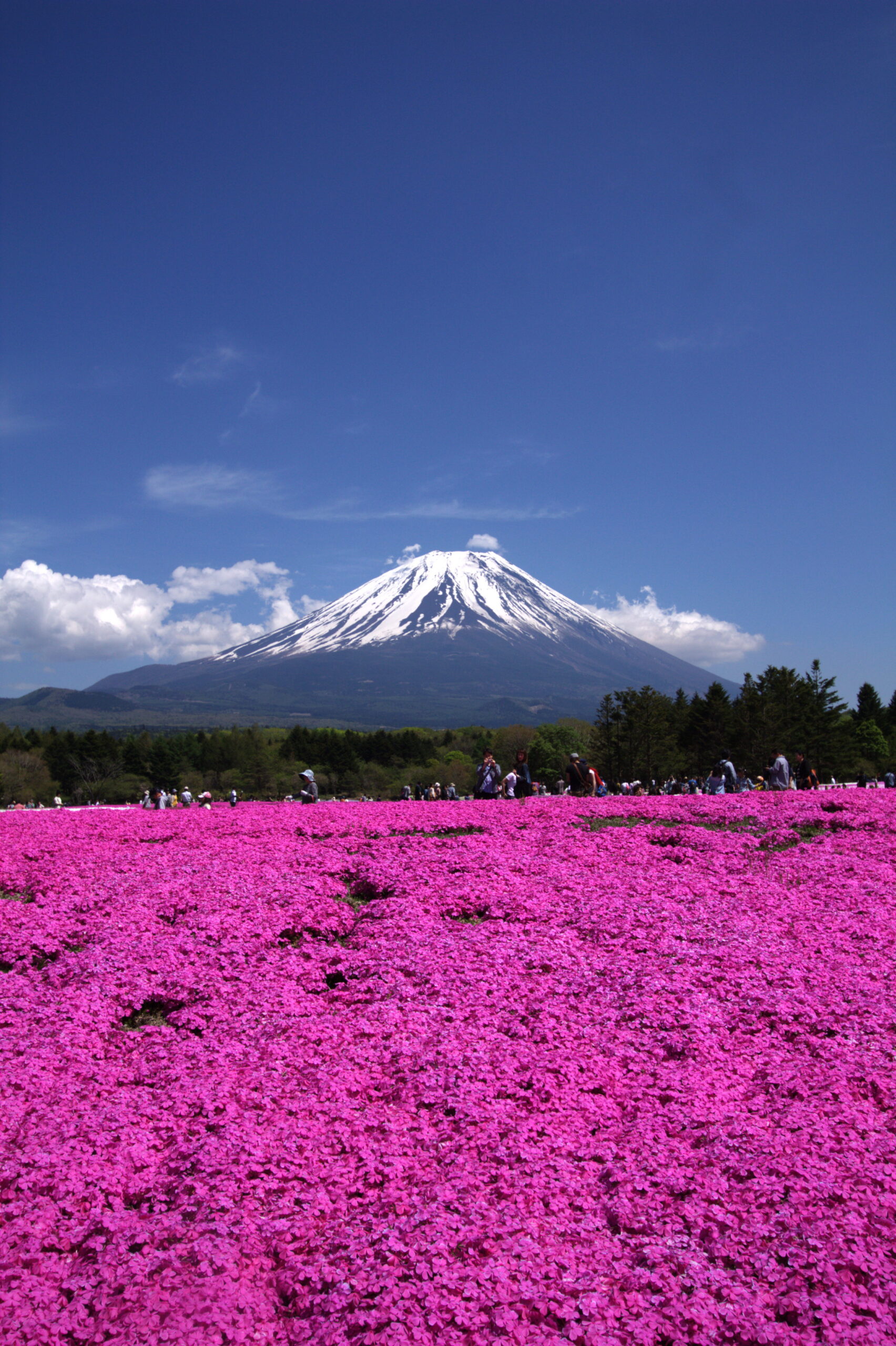 일본 후지카와구치코 모토스코 인근 후지 시바자쿠라 축제와 후지산