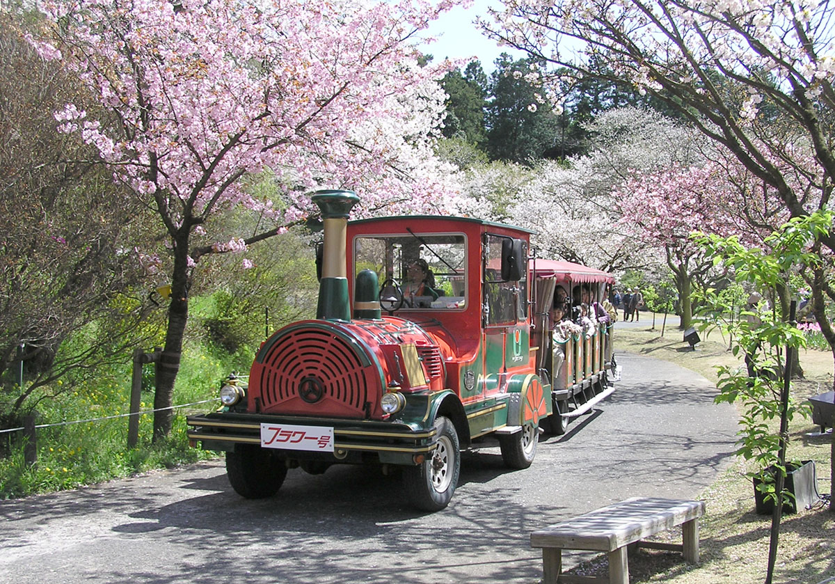 시즈오카 하마마쓰 플라워파크의 꽃기차와 봄 산책길