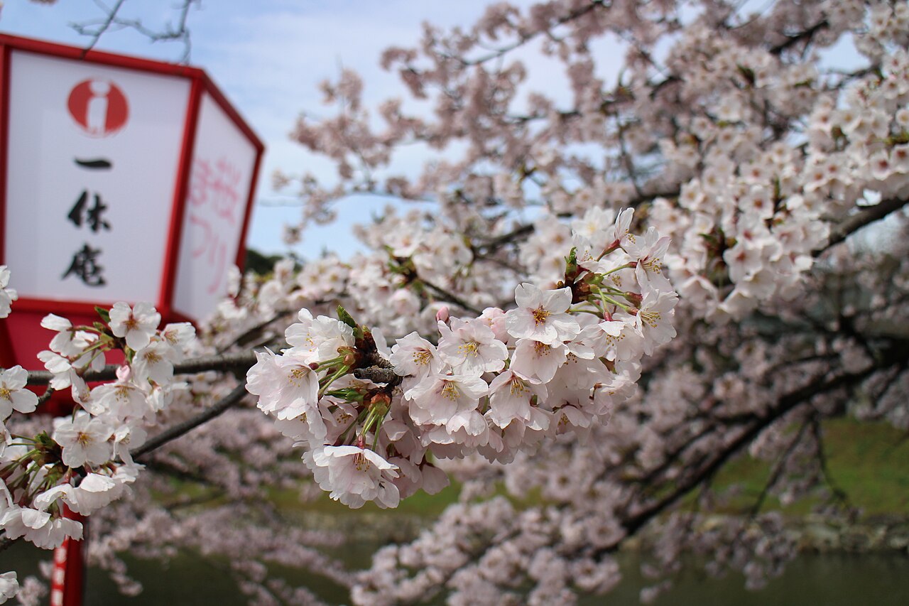 시가현 히코네성 해자 주변에 벚꽃과 등롱이 보이는 봄 풍경