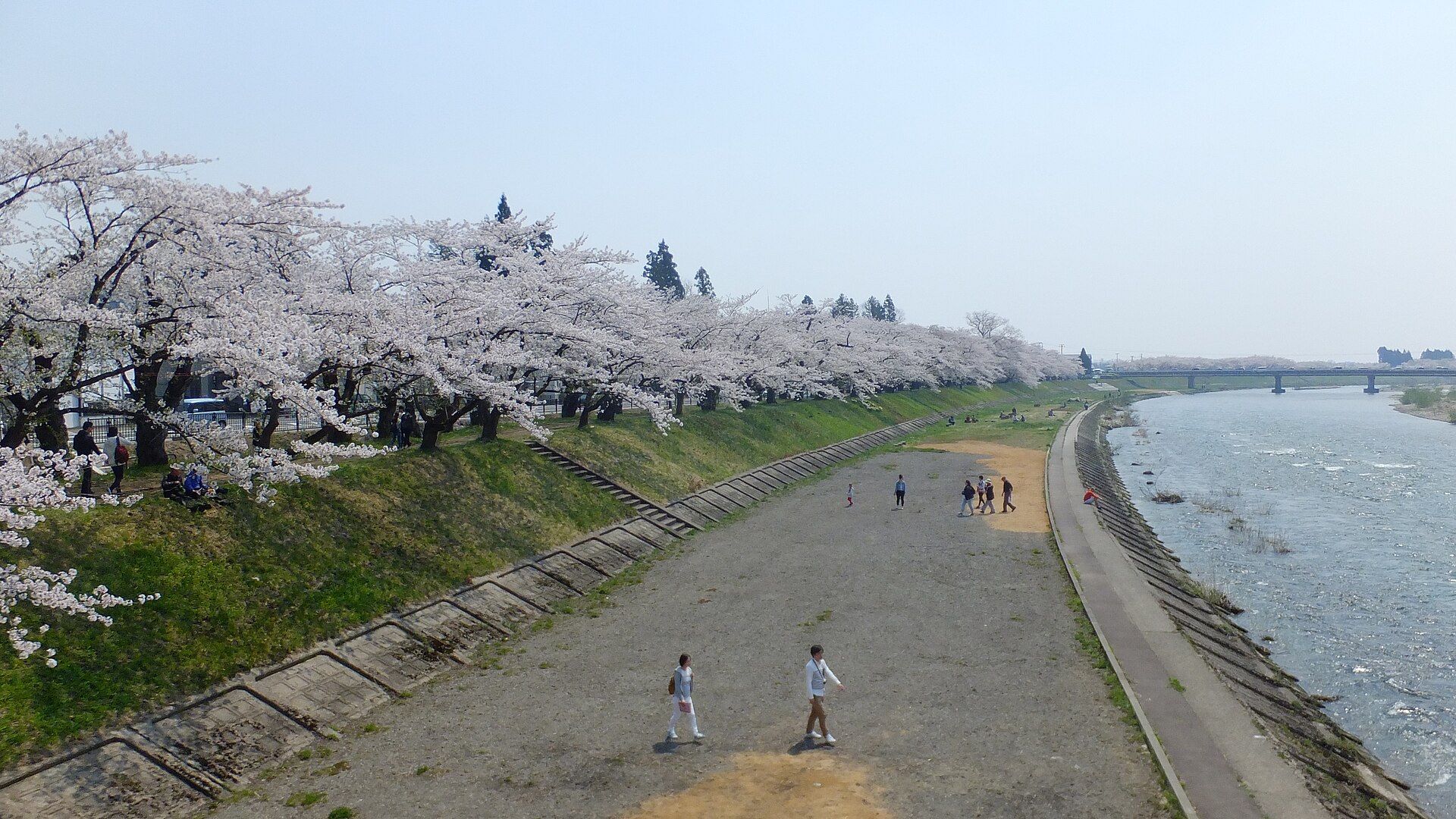 가쿠노다테 히노키나이강 제방 위 벚꽃 산책길 풍경