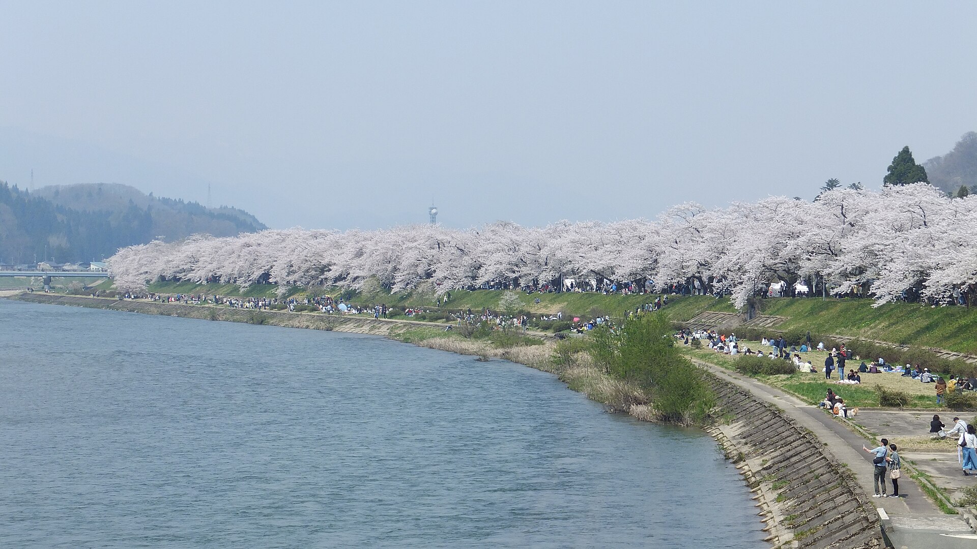 벚꽃 시즌 가쿠노다테 히노키나이강 제방 풍경