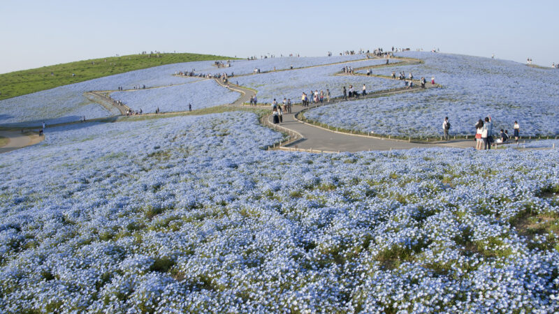 일본 이바라키현 히타치 해변공원 미하라시 언덕의 네모필라 만개 풍경