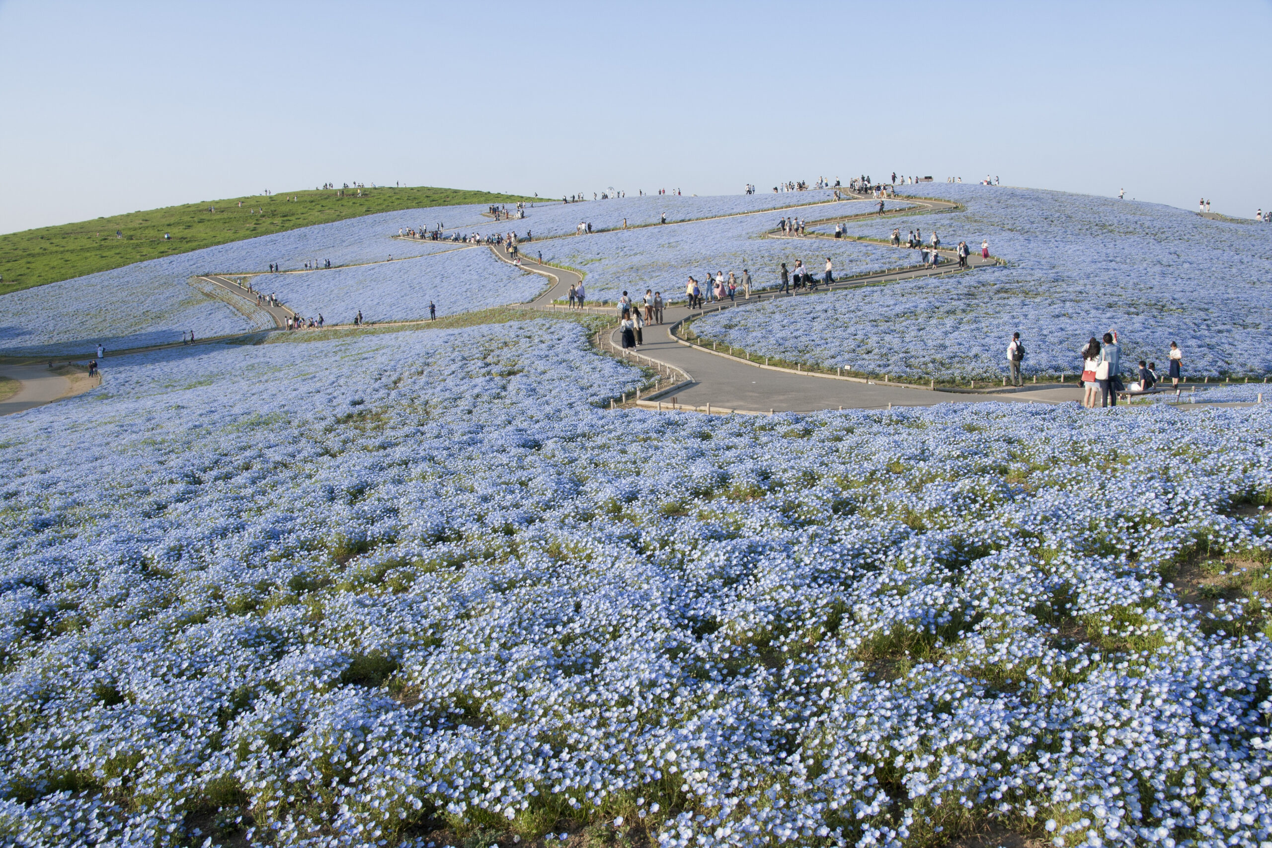 일본 이바라키현 히타치 해변공원 미하라시 언덕의 네모필라 만개 풍경
