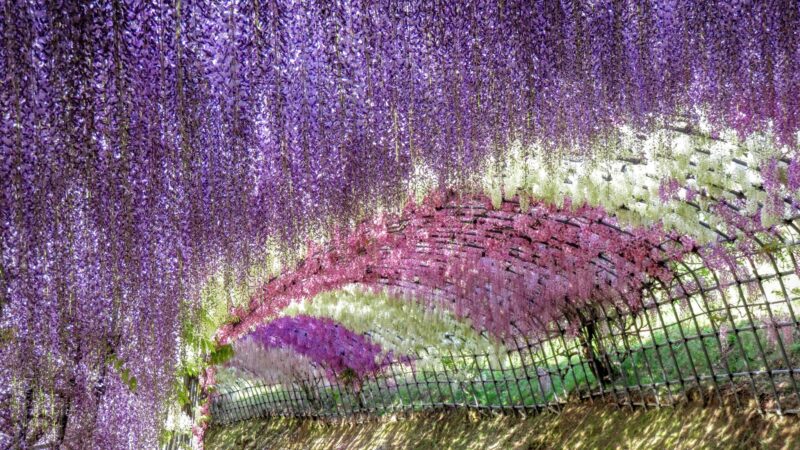 일본 후쿠오카현 기타큐슈 가와치후지엔 등꽃 터널 전경