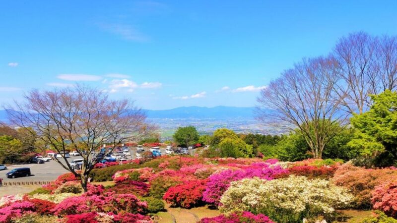 후쿠오카현 구루메 삼림 철쭉공원 언덕 위 철쭉 군락과 치쿠고 평야 전망