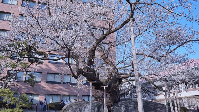 일본 이와테현 모리오카 지방재판소 앞 이시와리자쿠라 벚나무