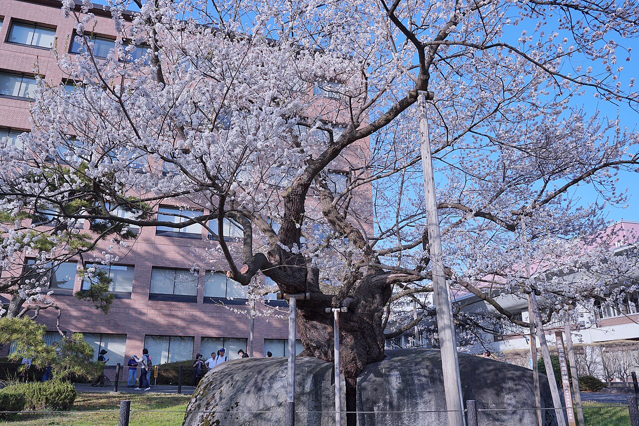 일본 이와테현 모리오카 지방재판소 앞 이시와리자쿠라 벚나무