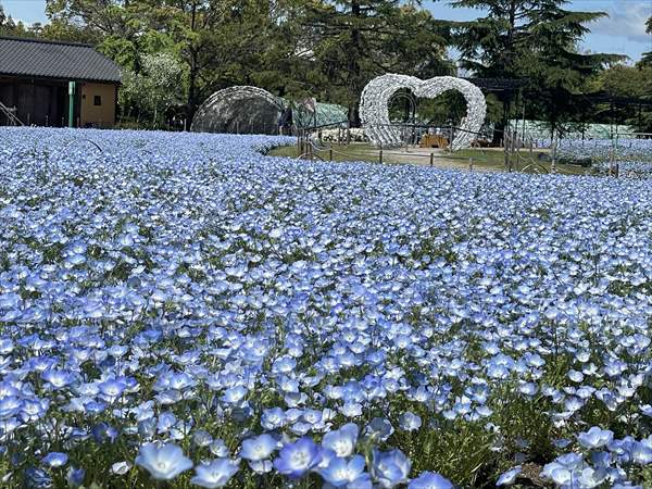 일본 미에현 구와나 나바나노사토 하나히로바 네모필라와 하트 포토존