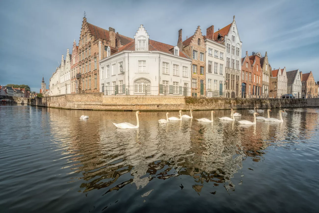 브뤼헤 운하를 따라 선 전통 가옥과 백조