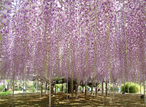 아시카가 플라워파크 대등나무 아래 산책로 풍경
