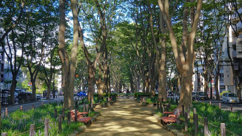 일본 미야기현 센다이 조젠지도리 느티나무 가로수길