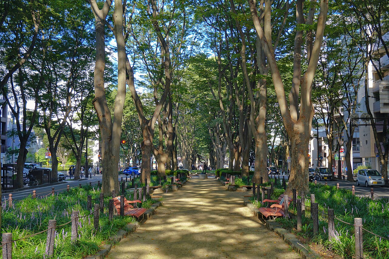 일본 미야기현 센다이 조젠지도리 느티나무 가로수길