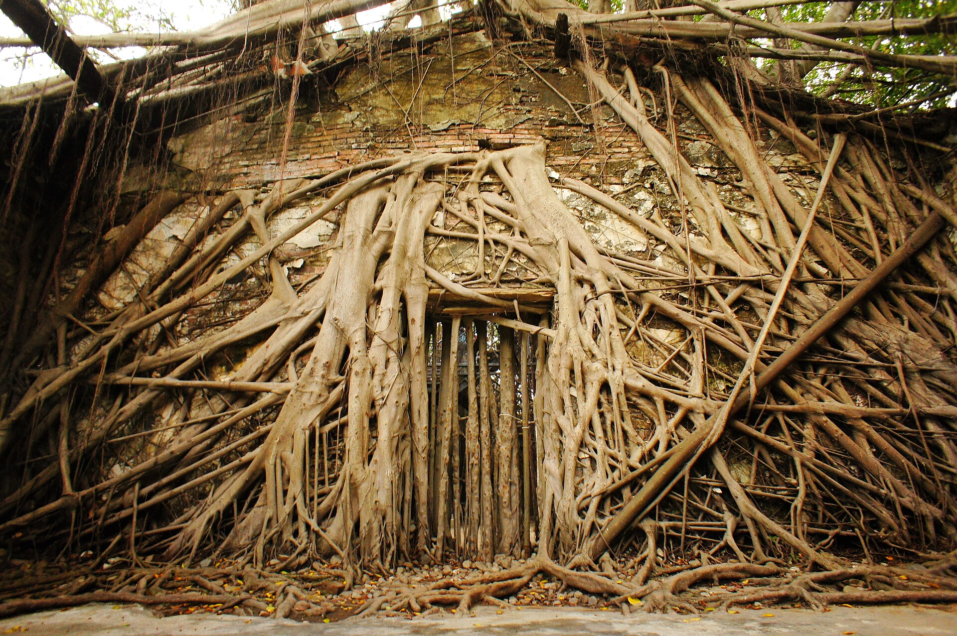 반얀나무 뿌리가 건물을 감싼 타이난 안핑수옥 풍경