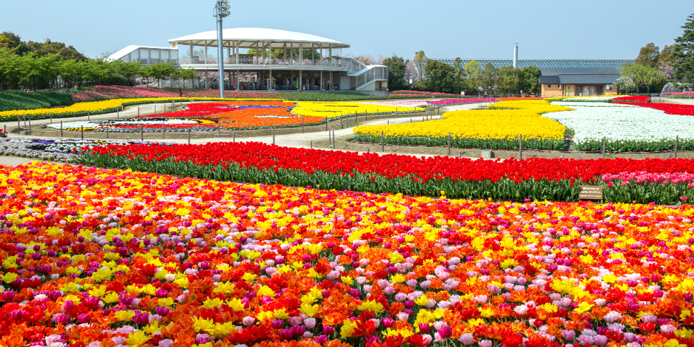 일본 미에현 구와나 나바나노사토 하나히로바 튤립 풍경과 원형 건물