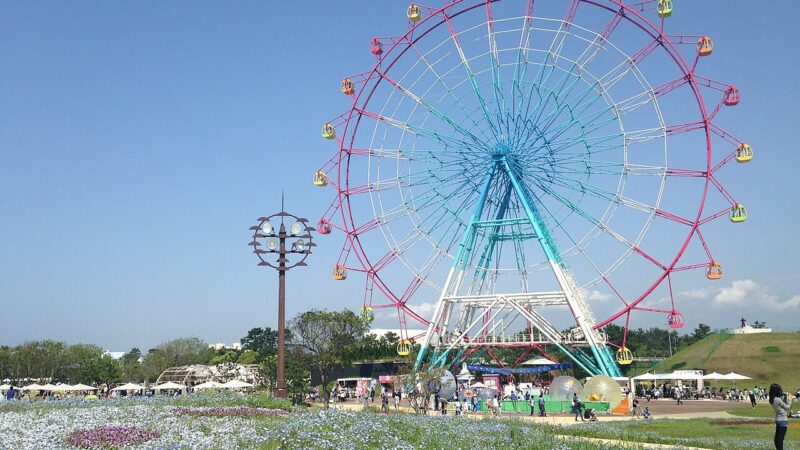 일본 후쿠오카 우미노나카미치 해변공원의 네모필라 꽃밭과 관람차