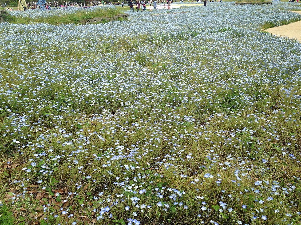 일본 후쿠오카 우미노나카미치 해변공원 심포니가든 일대 네모필라 꽃밭