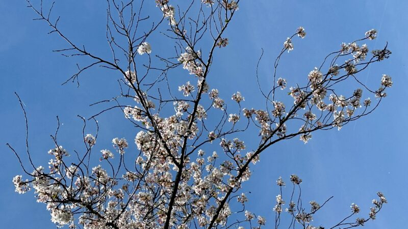 워싱턴DC 타이들 베이슨과 벚꽃