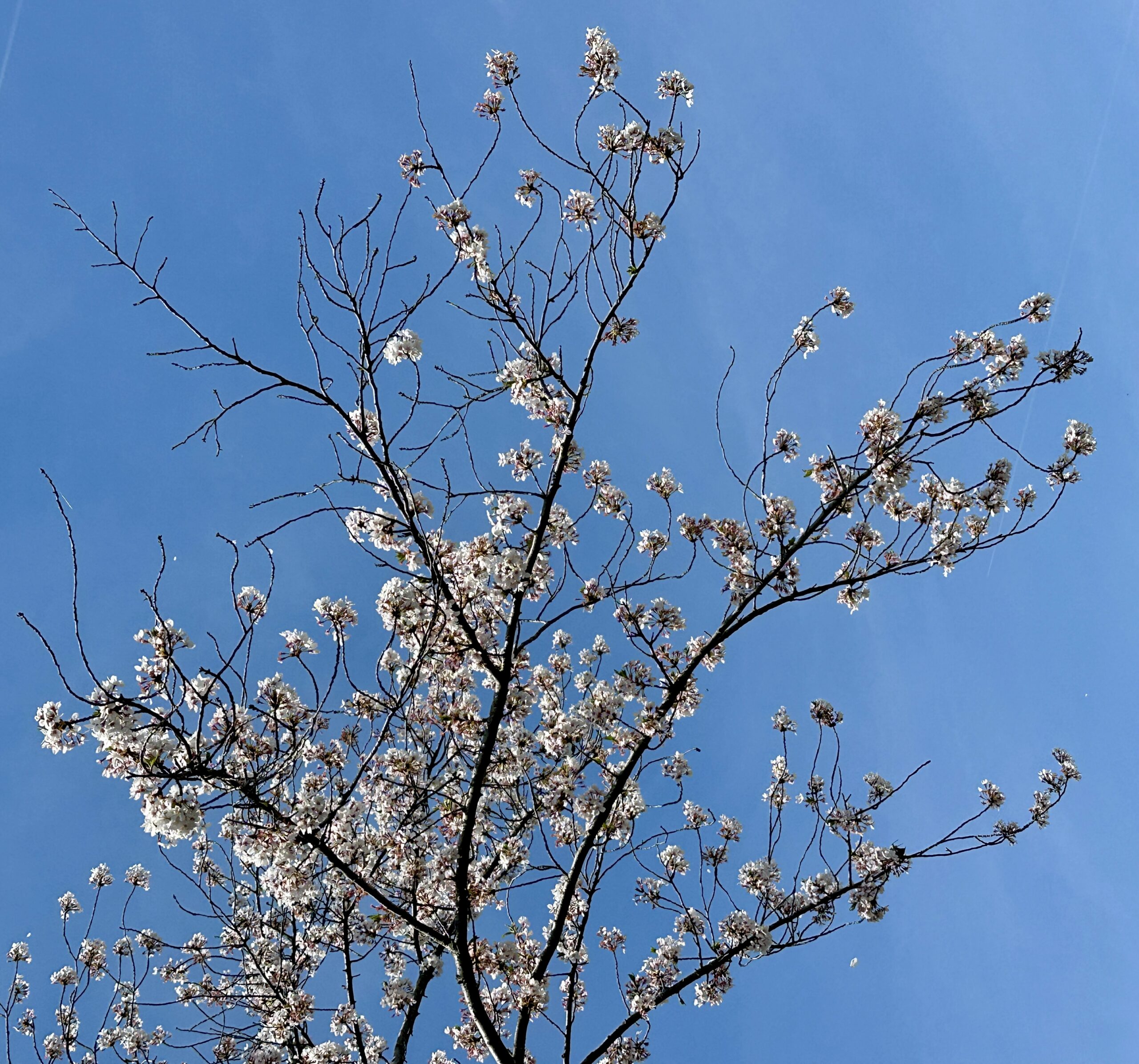 워싱턴DC 여행 대표 장면 이미지 1