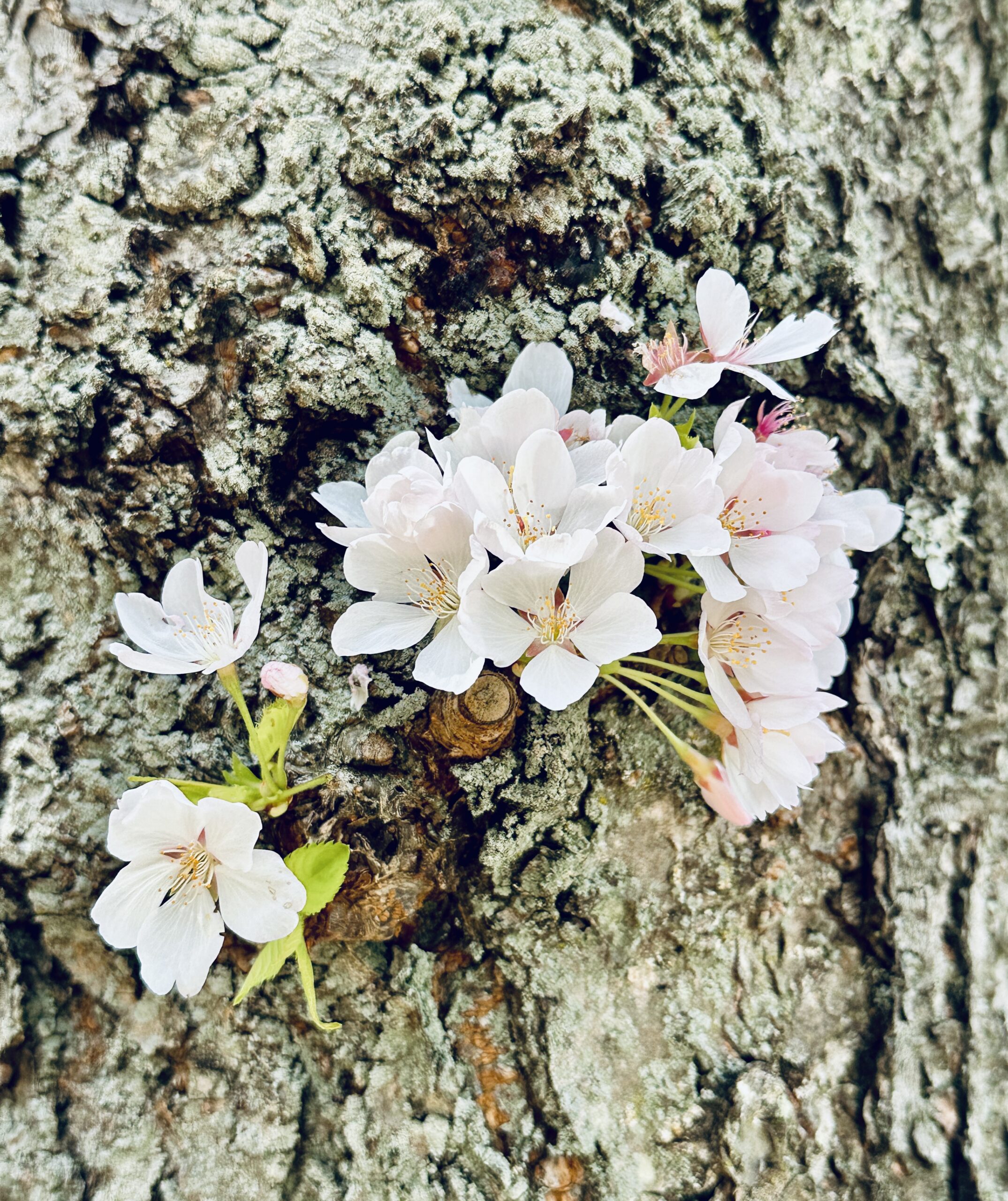 워싱턴DC 여행 대표 장면 이미지 2