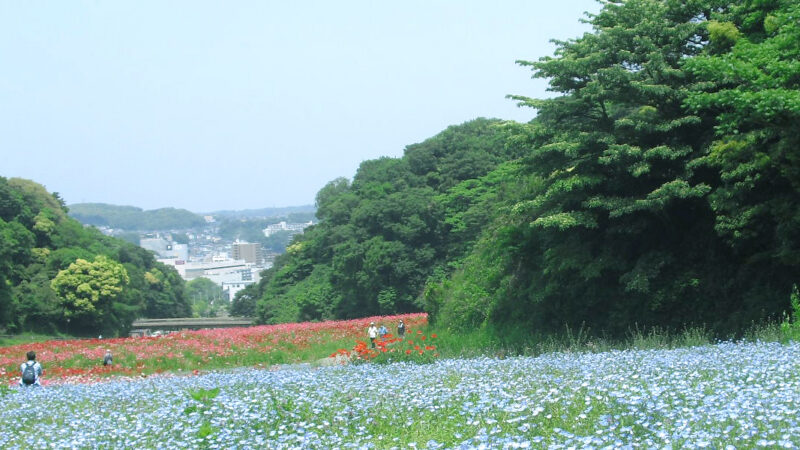 요코스카 구리하마 하나노쿠니 꽃언덕의 포피와 네모필라 풍경