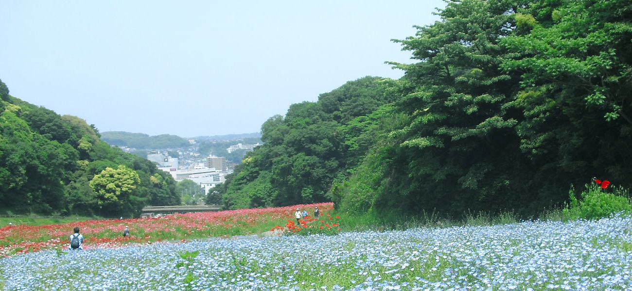 요코스카 구리하마 하나노쿠니 꽃언덕의 포피와 네모필라 풍경