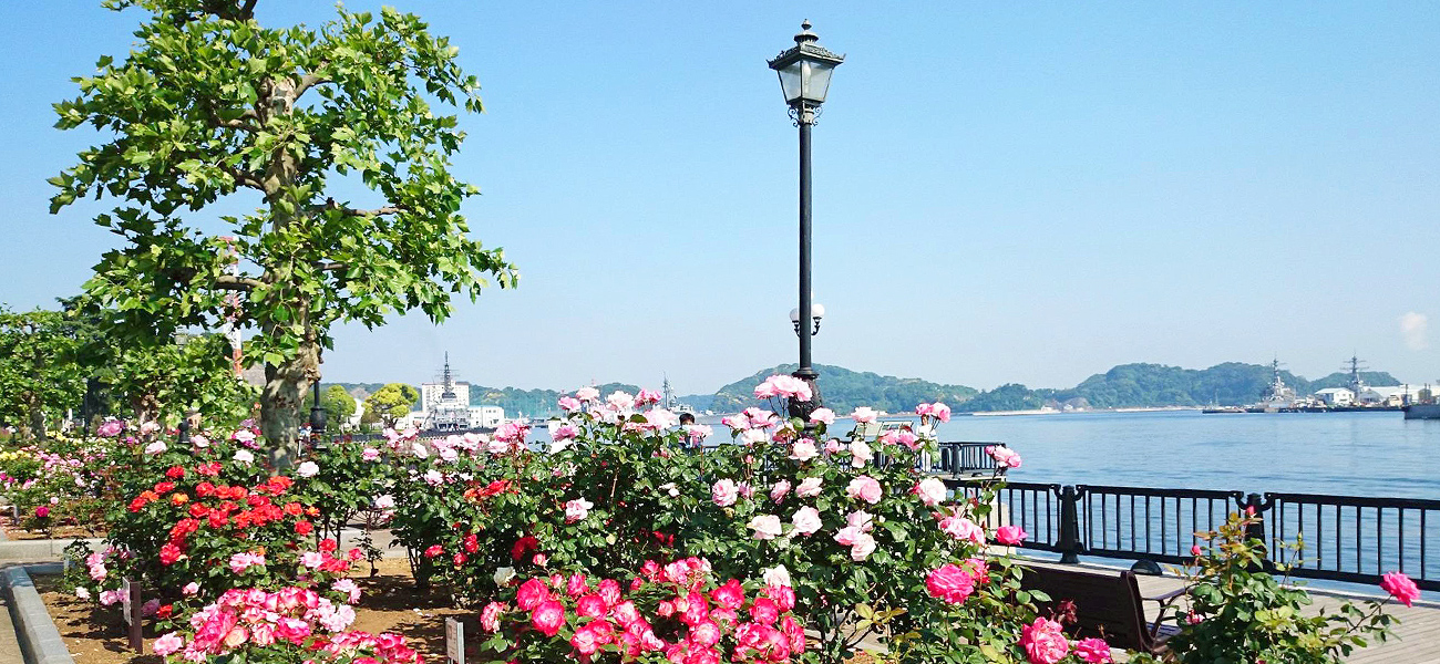 요코스카 베르니공원 장미 정원과 항구 산책로